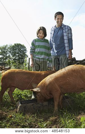 Glückliche Vater und Sohn gerade Schweine im Stall zu essen