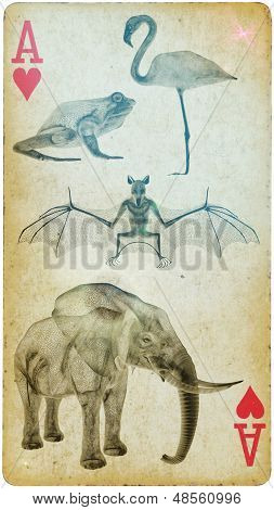 Wildlife