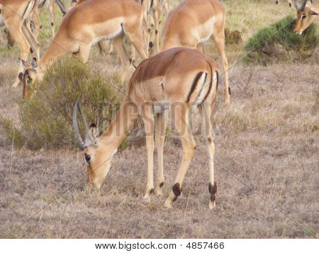 Impala1