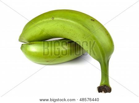 Jitrocel