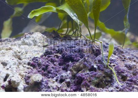 Marine Aquarium Fish Tank