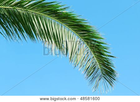 Palmenzweig auf Hintergrund eines blauen Himmels