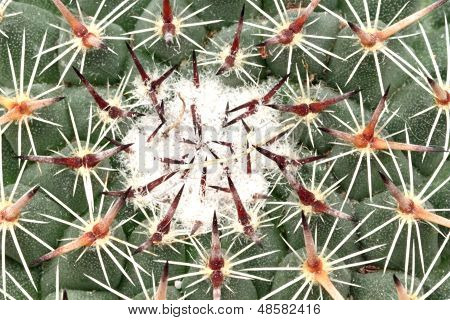 Cactus Close Up