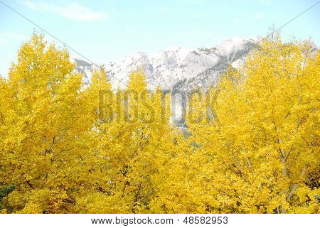 Yellow Leaves In Banff,canadian Rockies,canada