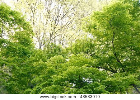Tender Green