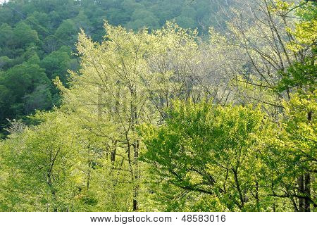 Tender Green