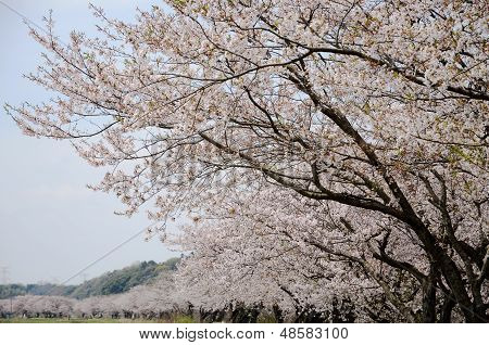 Cherry Blossoms,japan