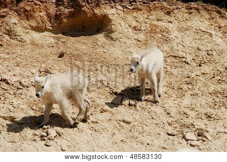 Children Of Mountain Goat,canadian Rockies,canada