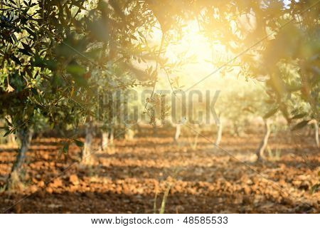 Oliva gli alberi giardino mediterraneo, ulivo campo pronto per il raccolto.
