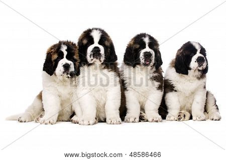 St Bernard Puppies Isolated On White
