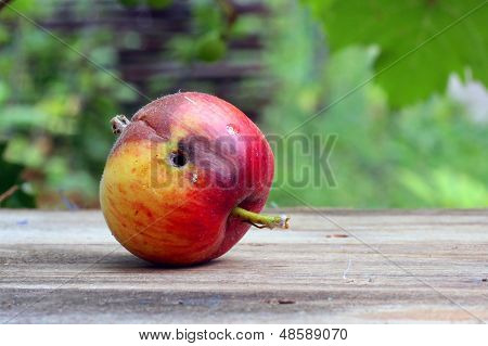 Marcio e bacate Wormy Apple