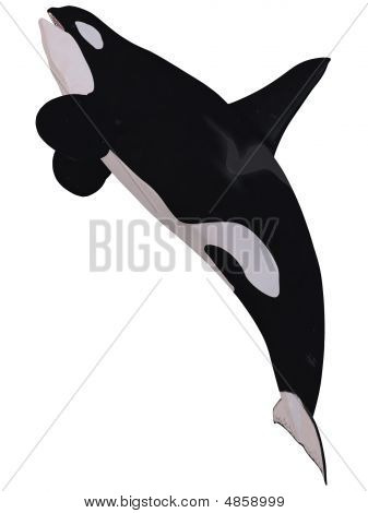 Orca - วาฬเพชฌฆาต