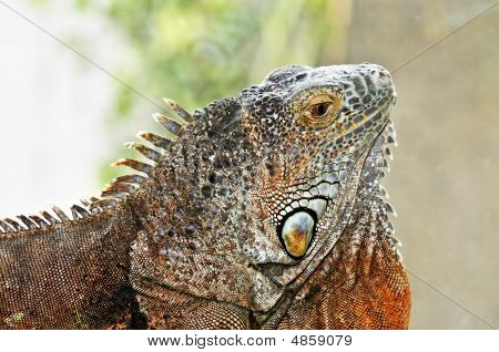 Grön leguan