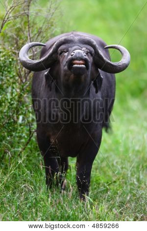 Buvol africký
