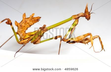 Mantid Larva