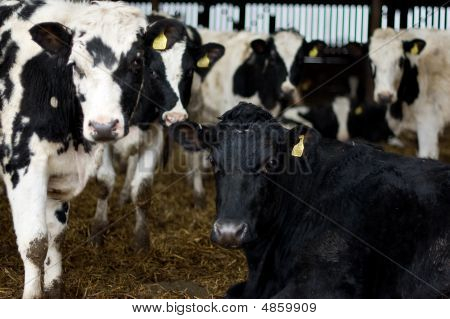 Olhando o Moo
