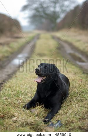 Labrador na pista