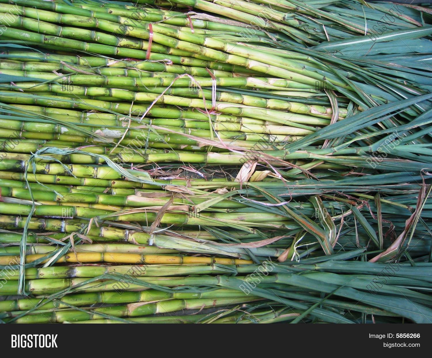 Sugarcane Image & Photo (Free Trial) Bigstock