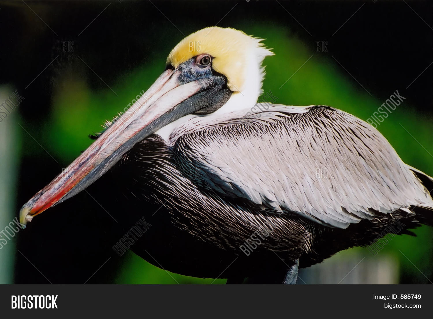 Image Preview