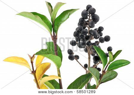 Winter Privet Berries.