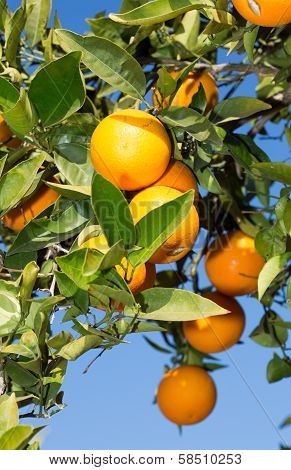 Valencia Orange Trees