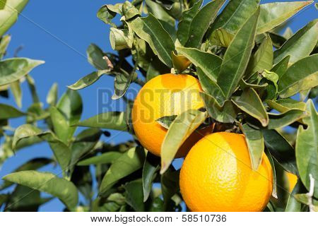 Valencia Orange Trees