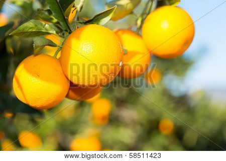 Valencia Orange Trees