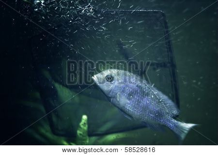 Fish And Net