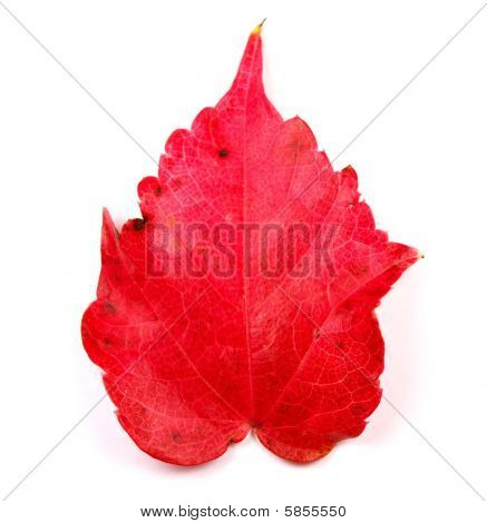 Autumn odchodzi