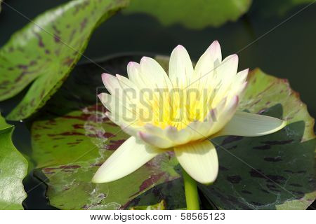 Beautiful Blooming Lotus Flower Or Water Lily With Its Relfection Shadown In Blue Water