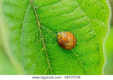Lady Bug