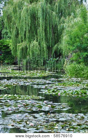 The garden of the famous Painter Claude Monet