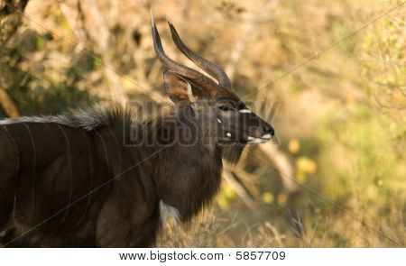 Nyala Staring