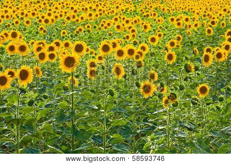 Sunflower Field