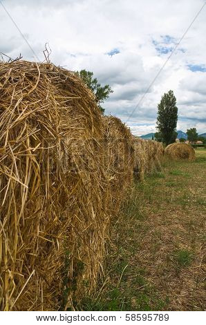 Hay bales in a field.