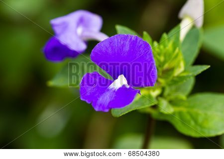 Brazilian Snapdragon