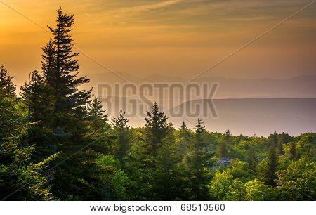 Pine Trees And Distant Mountains At Sunrise, Seen From Bear Rocks Preserve, Monongahela National For