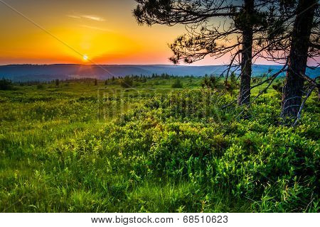 Sunset At Dolly Sods Wilderness, Monongahela National Forest, West Virginia.