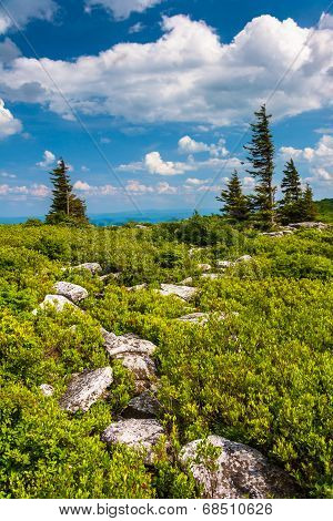 Rocks And Pine Trees At Bear Rocks Preserve, Monongahela National Forest, West Virginia.
