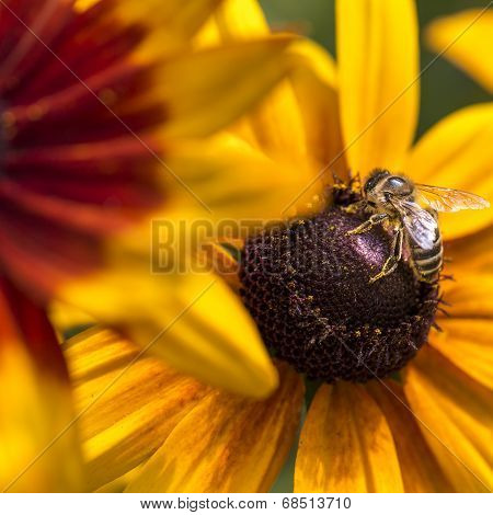 Close-up Photo Of A Western Honey Bee Gathering Nectar And Spreading Pollen On A Young Autumn Sun Co