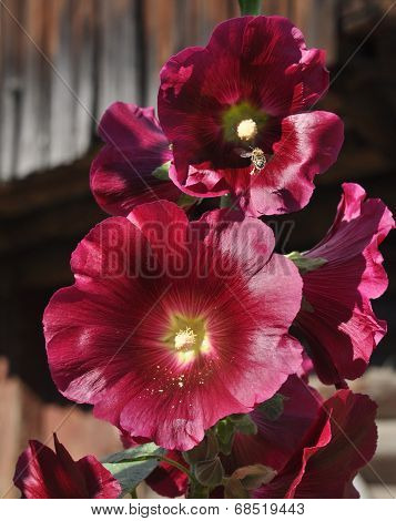 Purple Mallow