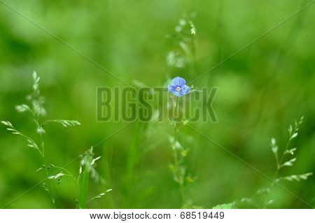 Small Blue Flower