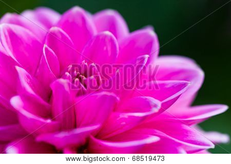 Dahlia Or Dalia Flower At The Royal Agricultural Station Inthanon