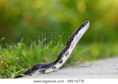 Rat Snake on a walking path in Illinois.