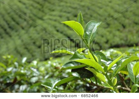 Sri Lanka te plantage nær Hatton i Nuwara Eliya, Ceylon