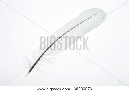 White Feather