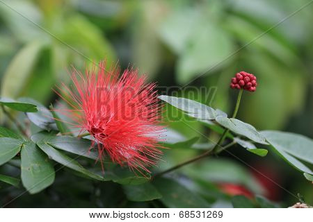 red flower and bud