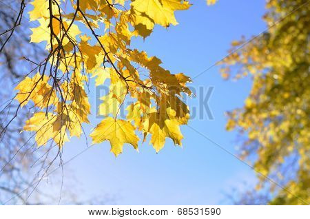 Maple Leaf