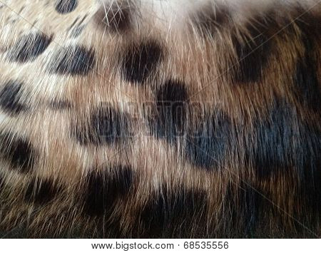 Leopard skin