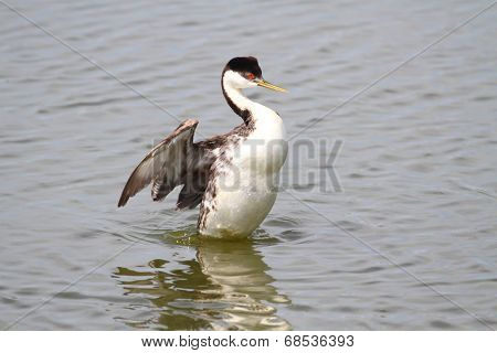 Western Grebe (aechmophorus Occidentalis)